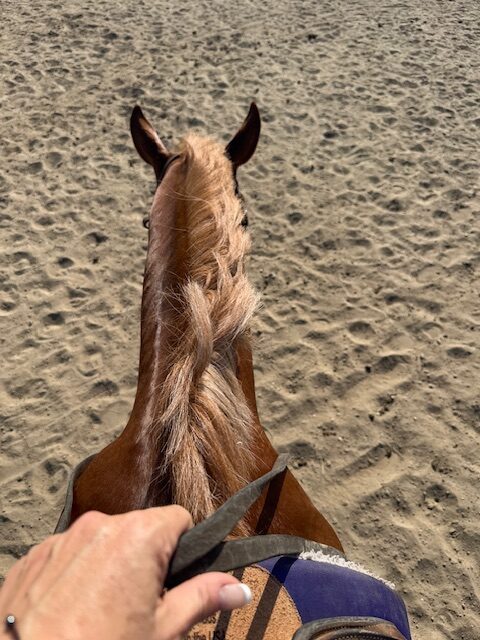 Back in the Saddle: Day 1 Prep for ’26 World Show